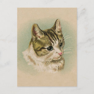 Sweet Kitten Postkarte
