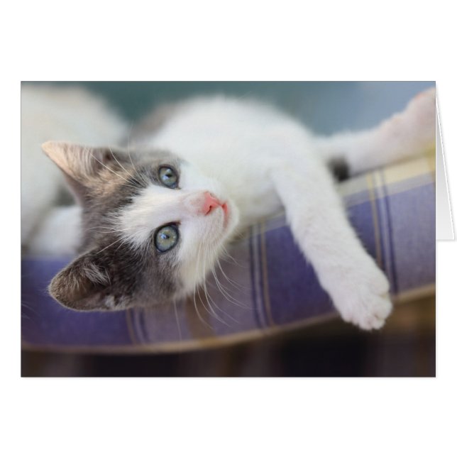 Sweet Kitty in Kariertem Bett (Vorderseite (Horizontal))