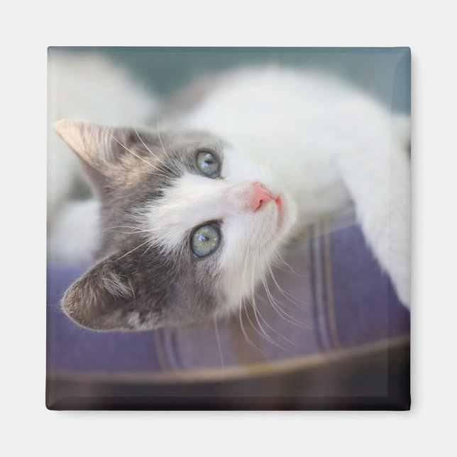 Sweet Kitty in Kariertem Bett Magnet (Vorne)