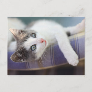 Sweet Kitty in Kariertem Bett Postkarte
