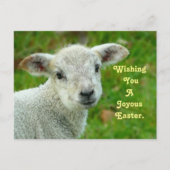 Sweet Lamb Feiertagspostkarte (Vorderseite)