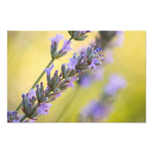 Sweet Lavendel Fotodruck
