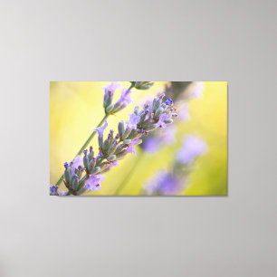 Sweet Lavendel Leinwanddruck
