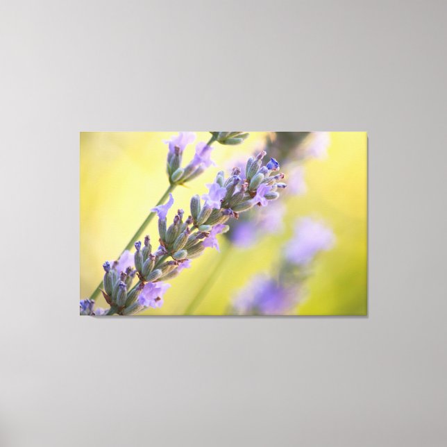 Sweet Lavendel Leinwanddruck (Vorderseite)