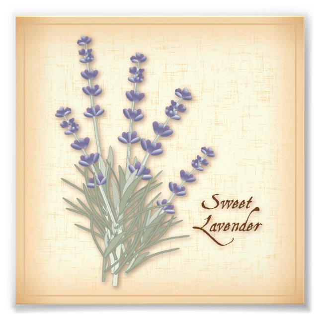 Sweet Lavender Foto Print (Vorne)