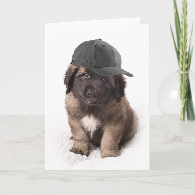 Sweet Leonberger dog puppy with a cap Karte (Vorderseite)