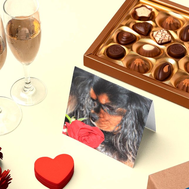 Sweet Liebe Cavalier King Charles Spaniel (Von Creator hochgeladen)