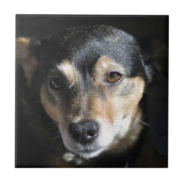 Sweet Little Dog Posing für die Kamera Fliese (Vorderseite)