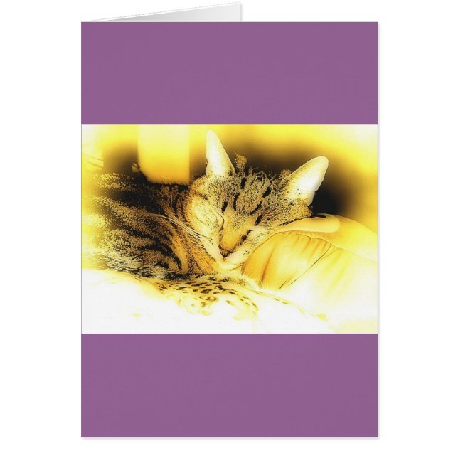 Sweet Little Indigo (Vorne)