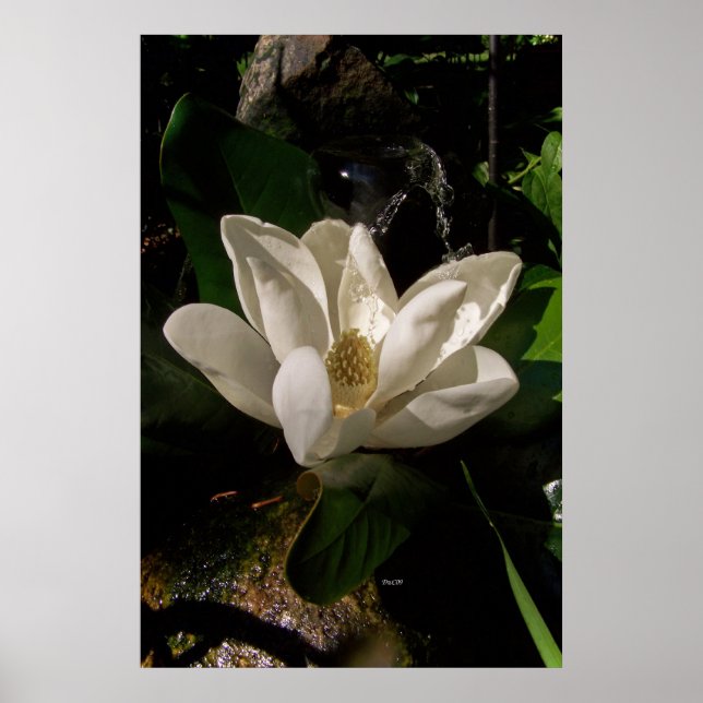 Sweet Magnolia Blossom Poster (Vorne)