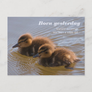 Sweet mallard Encklings CC0146 Geboren gestern Postkarte