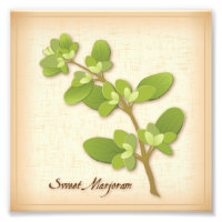 Sweet Marjoram Herb Foto Print