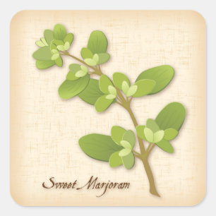 Sweet Marjoram Herb Square Sticker