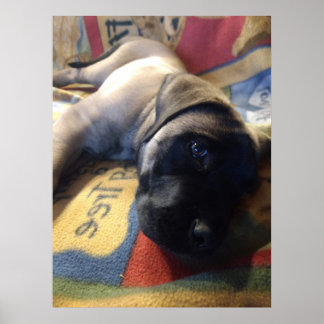 Sweet Mastiff Puppy Poster