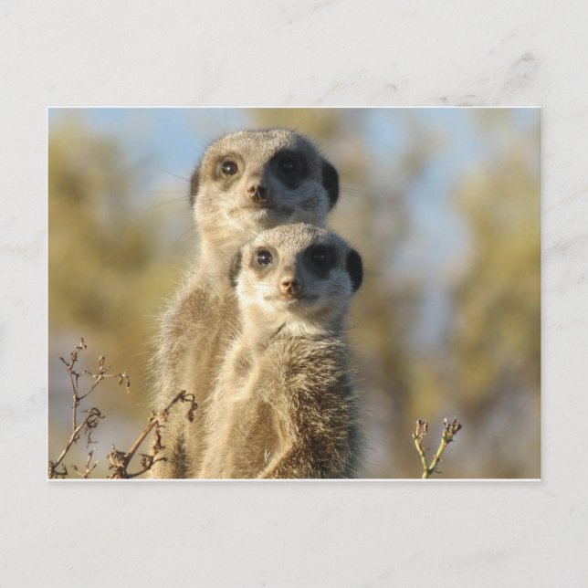 Sweet Meerkat Postkarte (Vorderseite)