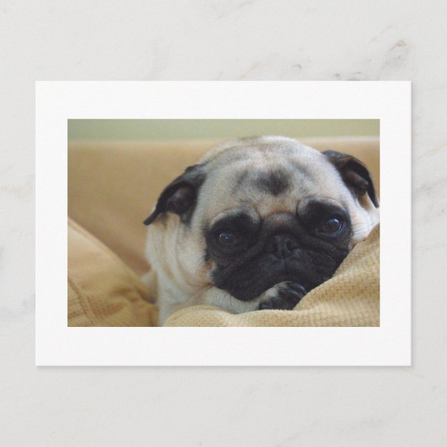 Sweet Mops Postcard Postkarte (Vorderseite)