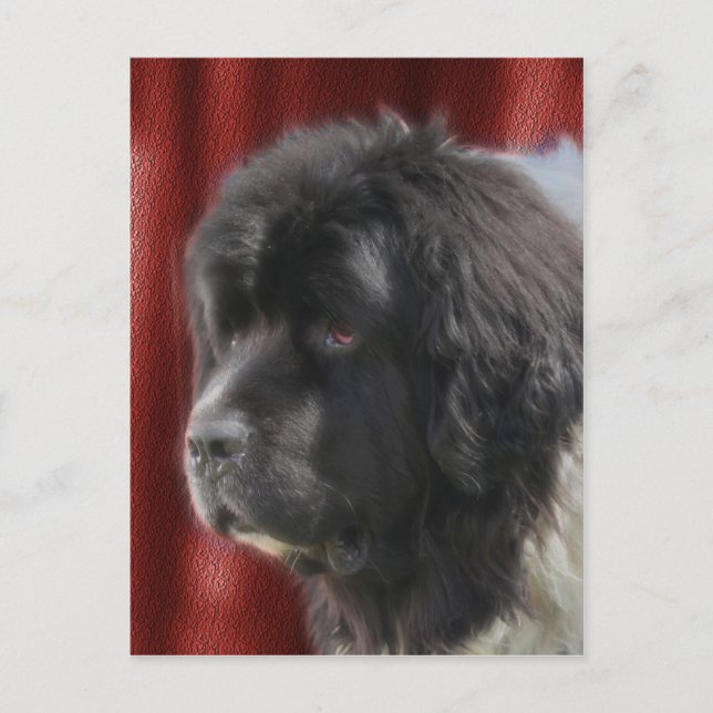 Sweet Newfundland Dog Face Postkarte (Vorderseite)