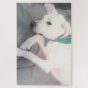 Sweet Niedlicher Hund mit grünem Scarf