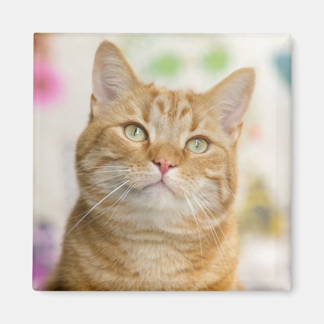 Sweet Orange Tabby Cat Magnet (Vorne)