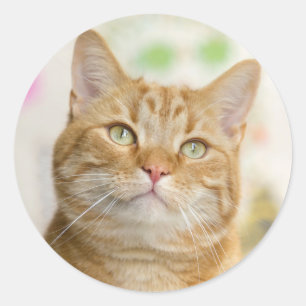 Sweet Orange Tabby Cat Runder Aufkleber