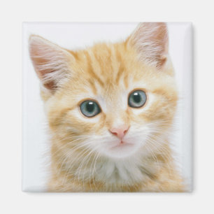Sweet Orange Tabby Magnet