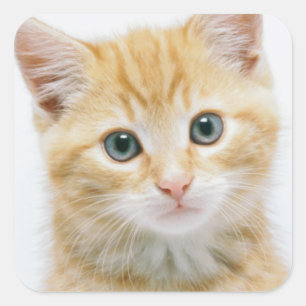 Sweet Orange Tabby Quadratischer Aufkleber