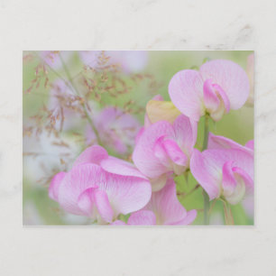 Sweet Pea Blossoms   Seabeck, WA Postkarte