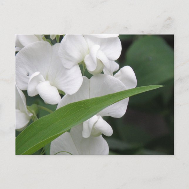 Sweet Pea Blume Postcard Postkarte (Vorderseite)