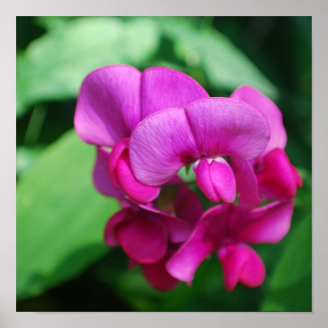 Sweet Pea Poster (Vorne)