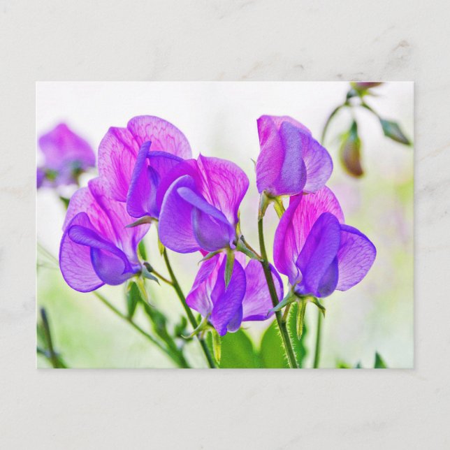 Sweet Pea Postkarte (Vorderseite)