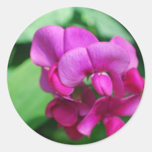 Sweet Pea Stickers