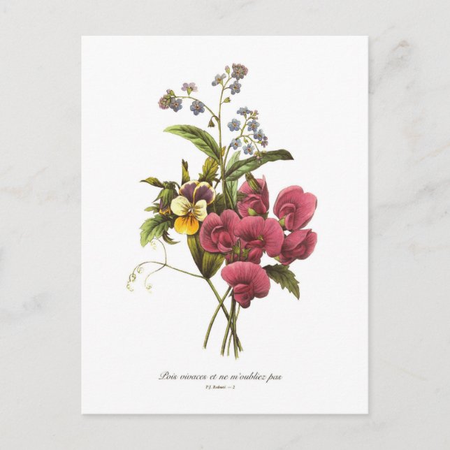 Sweet Pea und Viola Postkarte (Vorderseite)