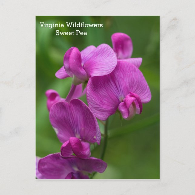 Sweet Pea Virginia Pink Wildblumen Postkarte (Vorderseite)