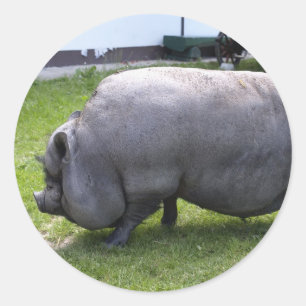 Sweet Piggy   Tierzucht Runder Aufkleber