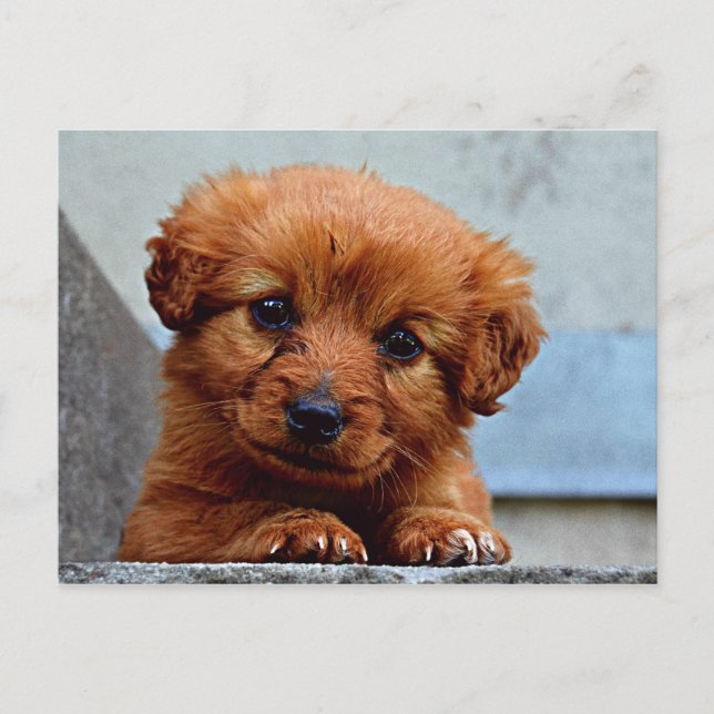 Sweet Pup Postkarte (Vorderseite)