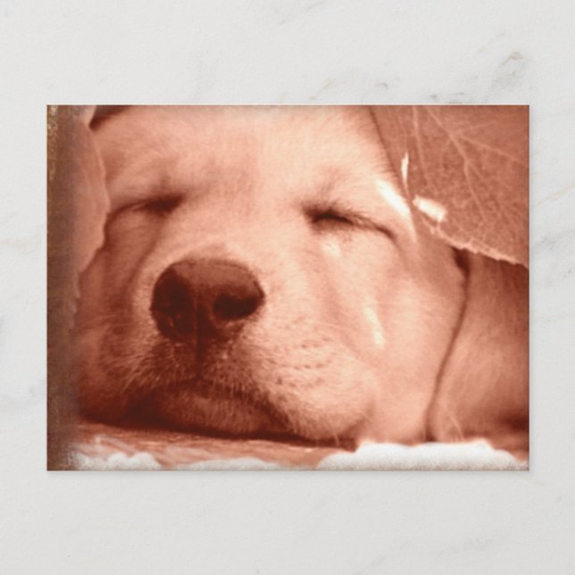 Sweet Puppy - Adoptier einer Dog-Postkarte Postkarte (Vorderseite)