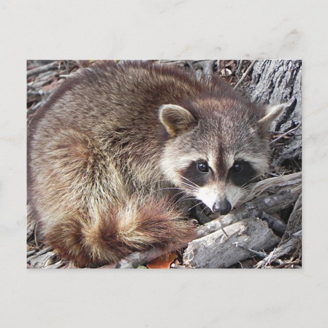 Sweet Raccoon Postkarte (Vorderseite)
