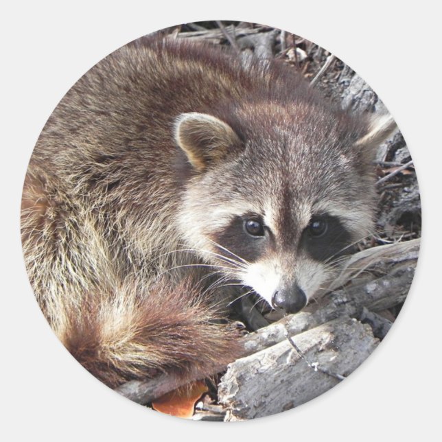 Sweet Raccoon Runder Aufkleber (Vorderseite)