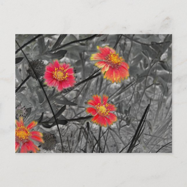 Sweet Red Blume Postkarte (Vorderseite)