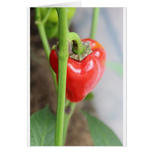 Sweet Red Pepper (Vorne)
