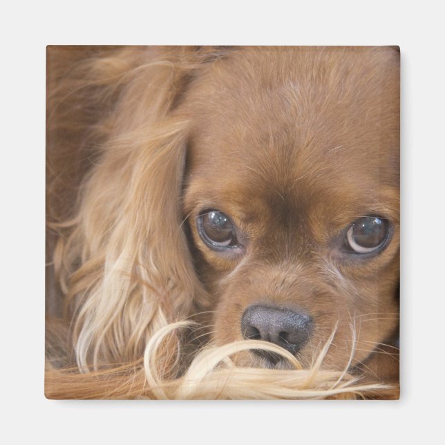 Sweet Ruby Cavalier King Charles Spaniel Magnet (Vorne)