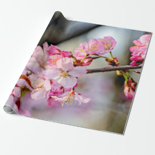 Sweet Sakura Blume im Springtime Geschenkpapier