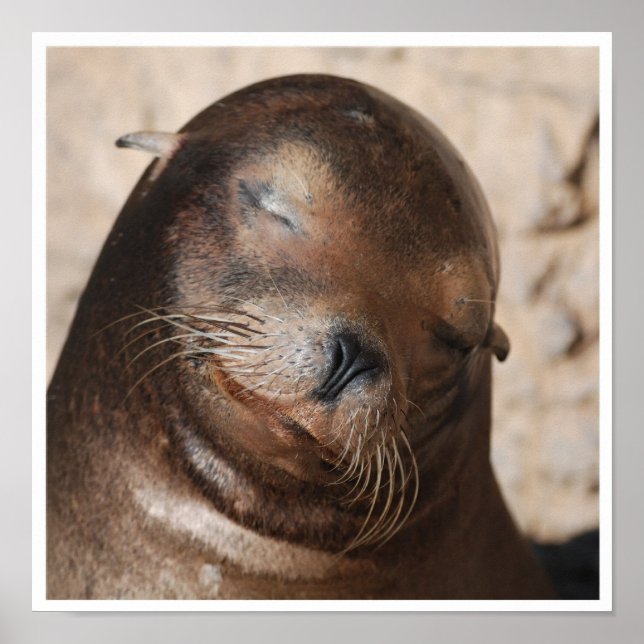 Sweet Sea Lion Poster (Vorne)