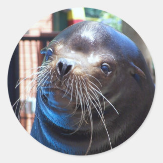 Sweet Sea Lion Runder Aufkleber