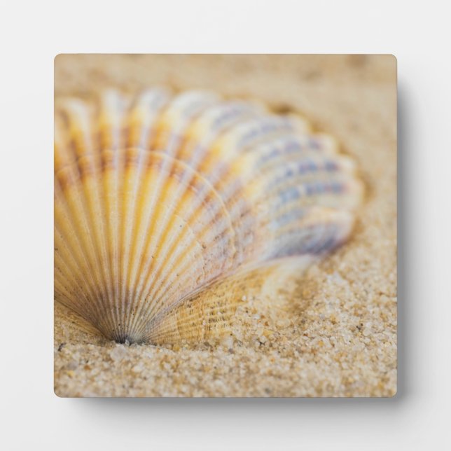 Sweet Seashell Fotoplatte (Vorderseite)