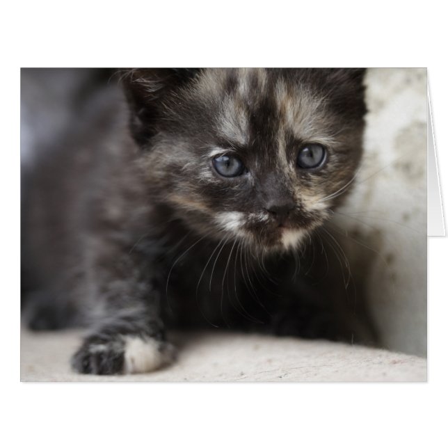 Sweet Shy Tortoiseshell Baby (Vorderseite (Horizontal))