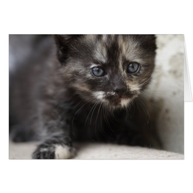 Sweet Shy Tortoiseshell Baby (Vorderseite (Horizontal))