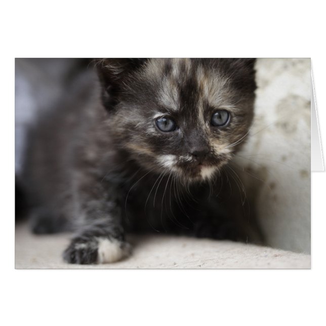 Sweet Shy Tortoiseshell Baby (Vorderseite (Horizontal))