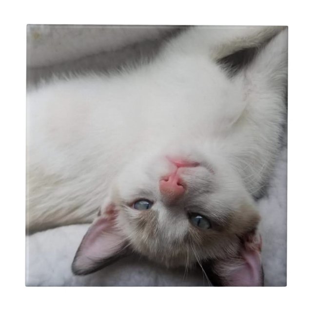 Sweet Siamese Kitten mit blauen Augen Fliese (Vorderseite)