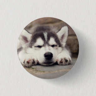 Sweet Siberian Husky Puppy Button